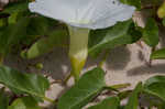 Beach morning-glory